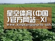 种植基地五